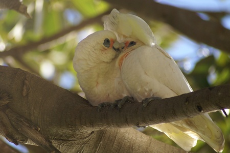 A couple of little corellas cuddling on a tree branch の写真素材