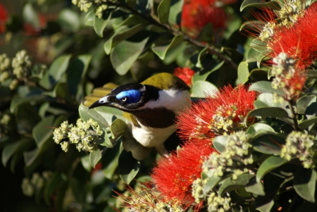 A blue-face honey-eater amongst some red flowers in a tree 