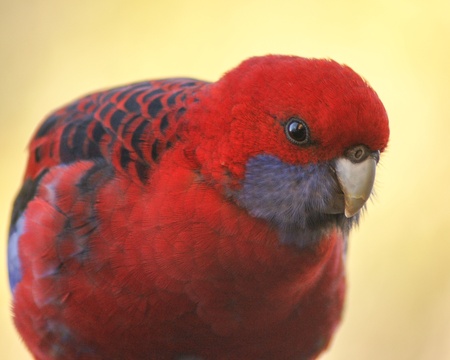 A closeup portrait of a crimson rosella parrot の写真素材