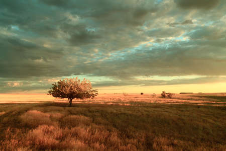  A solitary tree on field under a vivid, cloudy sky の写真素材