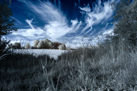 A landscape with grass,trees and bushes below a dramatic blue, cloudy sky の写真素材