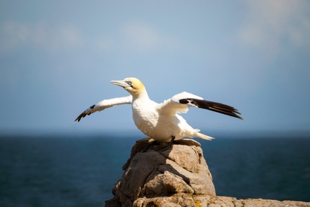 A northern gannet in profile, with its wings spread sitting on a rock by the sea の写真素材