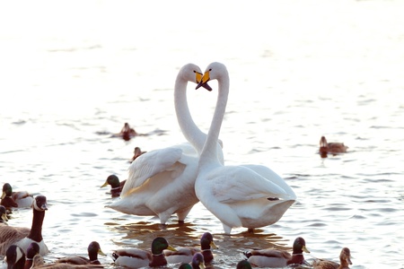  A whooper swan couple show eachother affection, ignoring the ducks and geese around them の写真素材