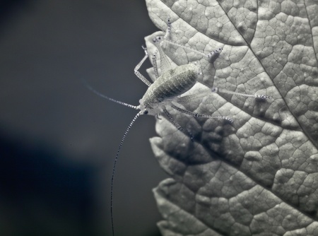 An aphid on a leaf in a closeup shot, represented in black and white 