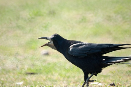 A rook seen in profile with its beak open as if in a scream の写真素材