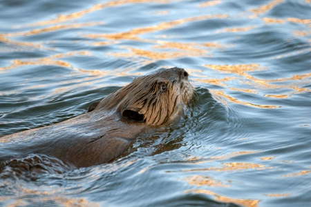 A closeup shot of a north american beaver swimming の写真素材