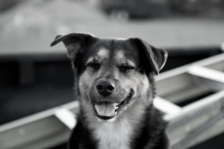 A closeup portrait of a swiss mountain dog laughing in black and white の写真素材