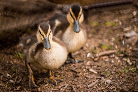 A closeup picture of two mallard duckling siblings in a natural setting の写真素材
