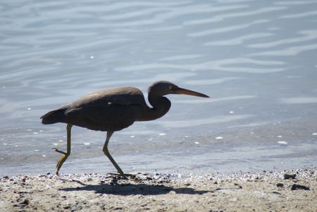 A pacific reef heron running along the beach line の写真素材