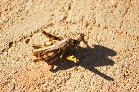 Two grasshoppers in a mating act on a reddish stone の写真素材
