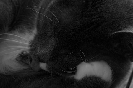A closeup shot of a domestic cat taking a nap, presented in black and white の写真素材