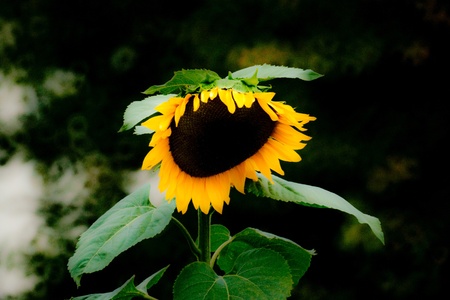 A single sunflower in bloom の写真素材