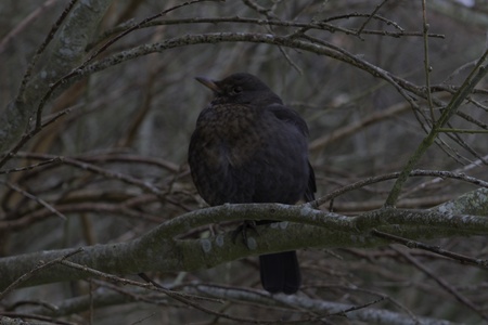 A chubby, common blackbird female sitting on a tree branch の写真素材
