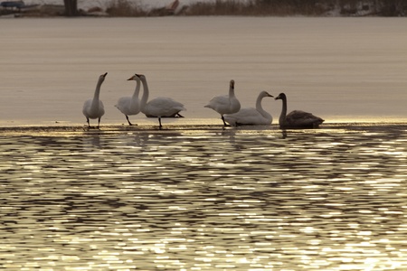 Five white and one blackish grey whooper swans intermingle on the beach の写真素材