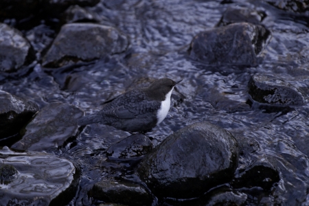 A white-throated dipper standing amongst some rocks in a stream の写真素材