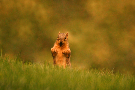 A picture of a happy, excited looking squirell, peeking up from a grassy lawn の写真素材