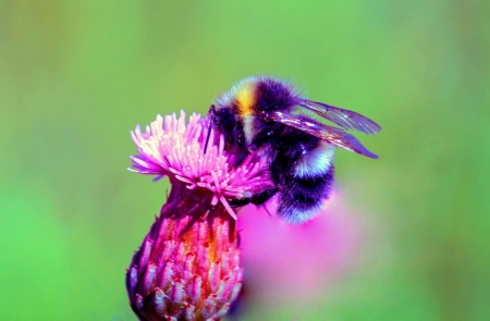 A macro shot of a bumblebee feeding of nectar from a purple flower against a green background の写真素材