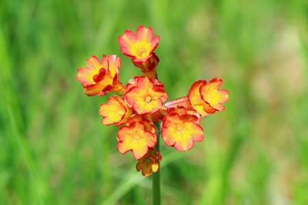 A closeup picture of an orange red, blooming cowslip の写真素材