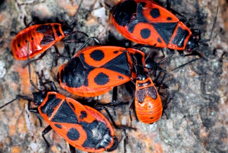 A cluster of firebugs, both nymphs and adults, on a mineral stone の写真素材