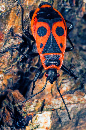 A closeup shot from above of a firebug on a rock の写真素材