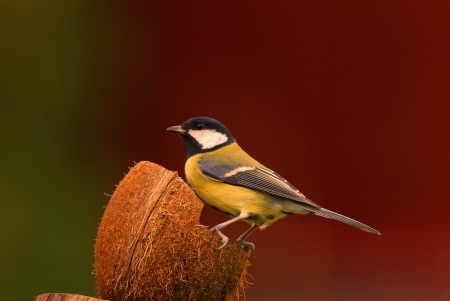 A profile picture of a great tit sitting on a coconut against a red and green background の写真素材