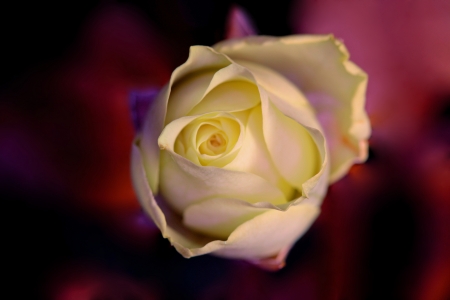 A closeup picture of a single yellow rose in ultraviolet の写真素材