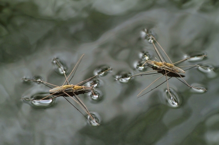 A picture of two water strider couples mating on the grayish surface of a pond の写真素材