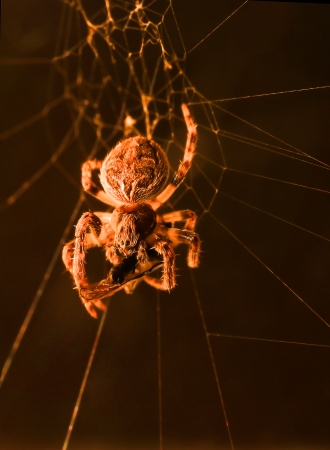 A macro shot of a european garden spider in its web, feeding on a fly or some other type of insect, against a black background の写真素材