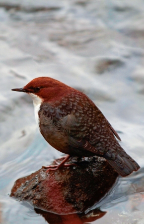 A white-throated dipper, seen in profile, standing on a rock in a stream 