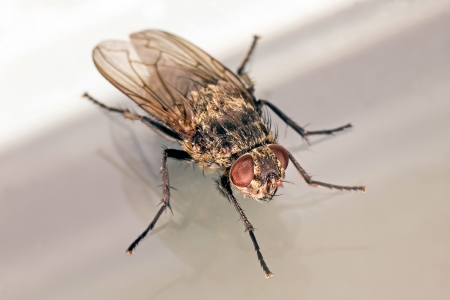 A macro shot of a common housefly in an olique view, against a white and gray background の写真素材