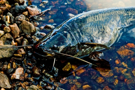 A closeup shot of a black catfish coming out of the water of a lake, onto the stones of the shore の写真素材