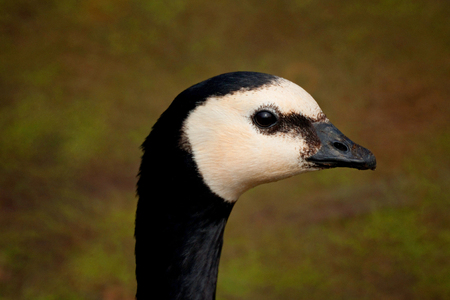 A closeup profile portrait of a barnacle goose against a gray greenish background の写真素材