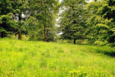 A forest and meadow landscape picture in the green, lush summer の写真素材