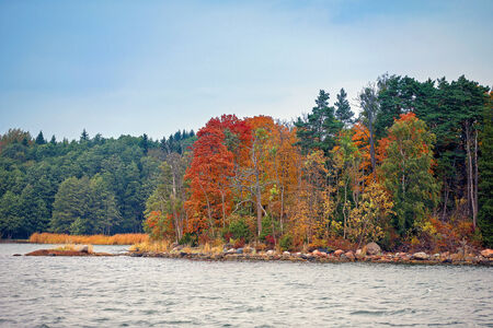 A forest landscape picture on an island in an archipelago in the fall の写真素材