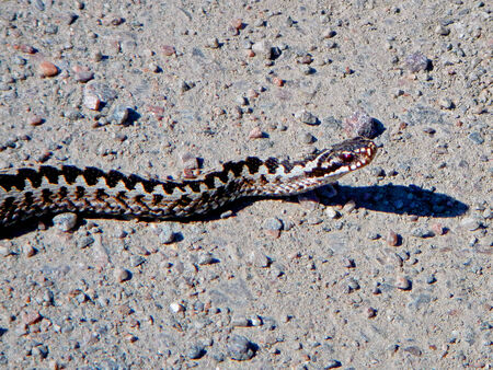 A picture of a northern viper crawling along the stony, sandy ground 