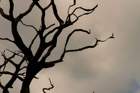 A picture of the silhouette of the branches of a tree, against a cloudy, grayish sky background の写真素材
