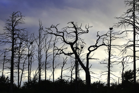 The silhouettes of a few birdの写真素材