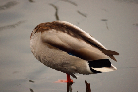 A closeup picture of a male mallard standing in a pond, turning away its head and by that looking as if being without one の写真素材