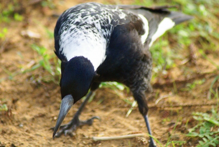 A closeup frontal shot of an australian magpie, bending its head down to the ground in search of food の写真素材
