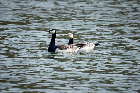 A barnacle goose couple floating together on the surface of a pond の写真素材