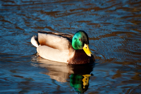 A closeup picture of a mallard duck swimming in a deep blue pond in the summer の写真素材