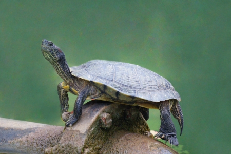 A closeup picture of a red-eared slider turtle standing on a thick iron pipe の写真素材