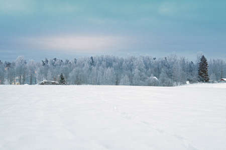 A panorama picture of a winter landscape with a snow field in the foreground and frosty woods in the background の写真素材