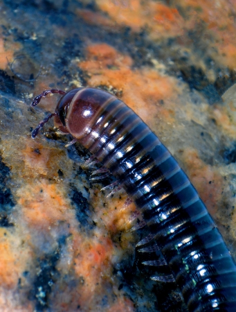 A macro shot of a millipede crawling across a mineral stone surface の写真素材