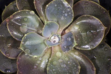A macro shot of an echeveria magic red ornamental plant の写真素材