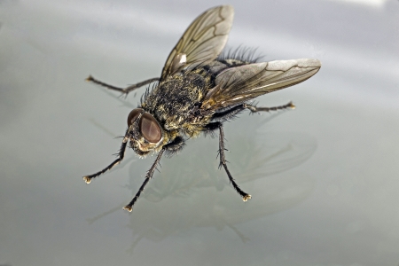 A macro shot showing detail of a common housefly in an olique view against a gray background の写真素材