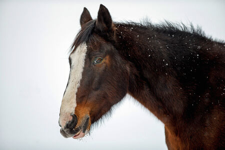 A profile portrait of a chestnut-colored horse in the winter の写真素材