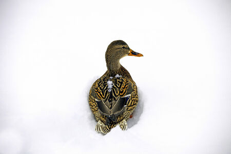 A picture taken from the above of a female mallard lying in the snow の写真素材