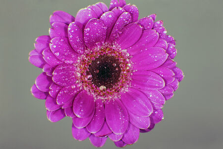 A macro shot of a single, pink burgundy germini daisy flower head の写真素材