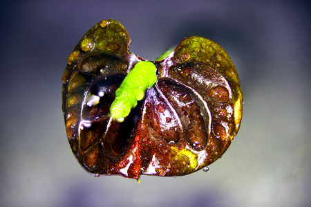 A macro shot of an anthurium andreanum black queen plant の写真素材